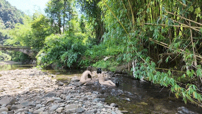 韓版湯唯-林智妍